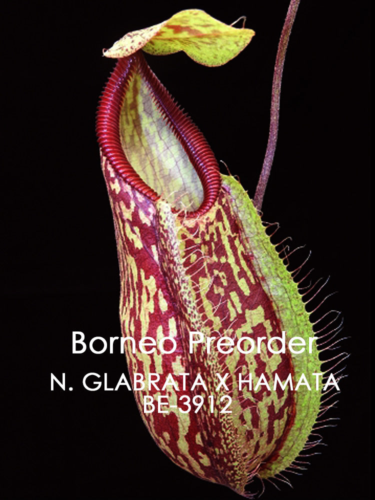 Nepenthes glabrata x hamata BE-3912