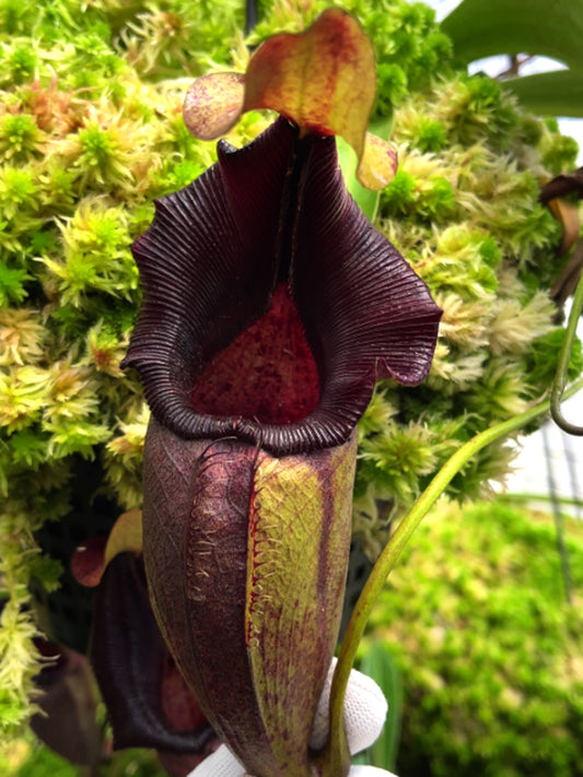 Nepenthes ovata  BE-3919  Selected Clone
