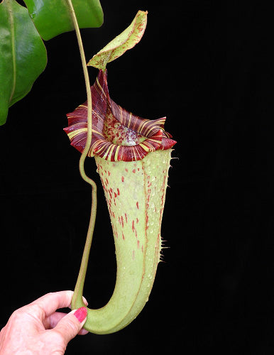 Nepenthes (veitchii x lowii) x platychila  BE-3920