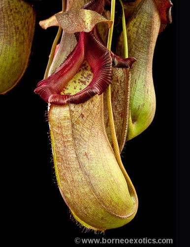 Nepenthes ventricosa x robcantleyi BE-3923