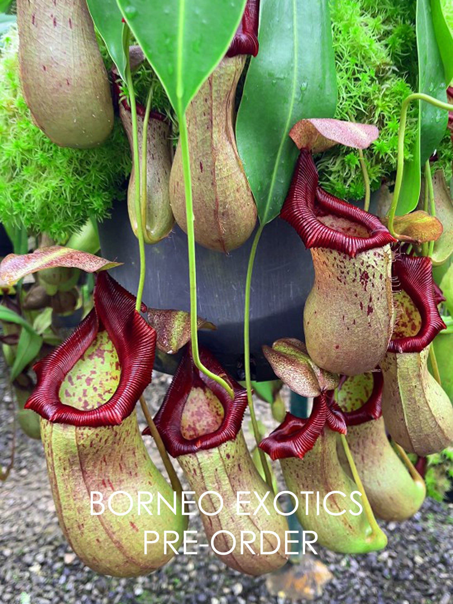 Nepenthes ventricosa x robcantleyi BE-3923