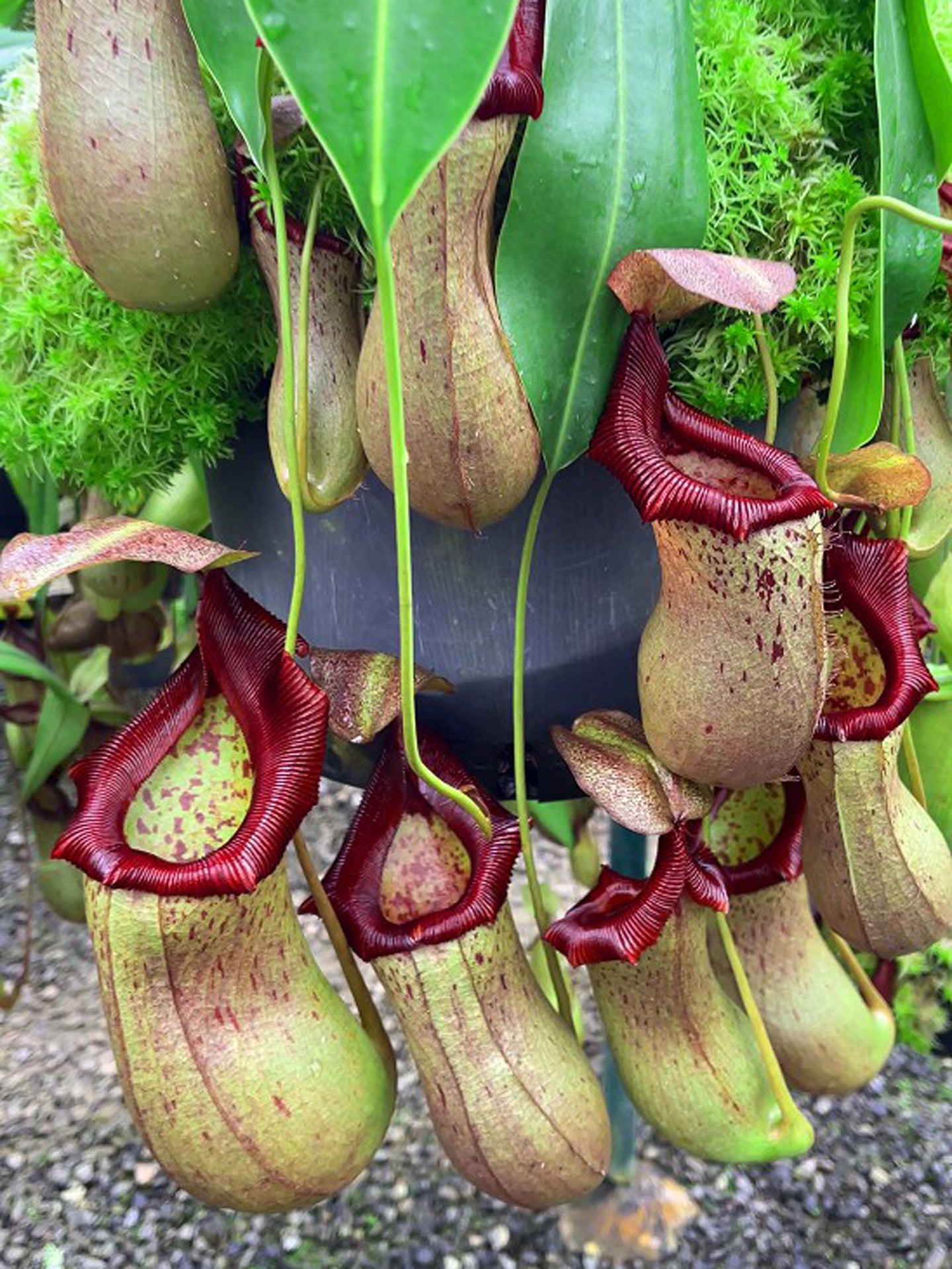 Nepenthes ventricosa x robcantleyi BE-3923