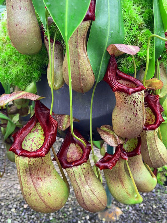 Nepenthes ventricosa x robcantleyi  BE-3923