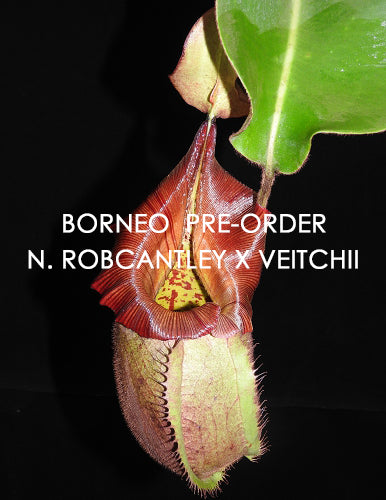 Nepenthes robcantleyi x veitchii   BE-3933