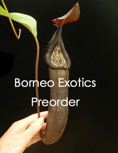 Nepenthes ramispina x robcantleyi BE-3939