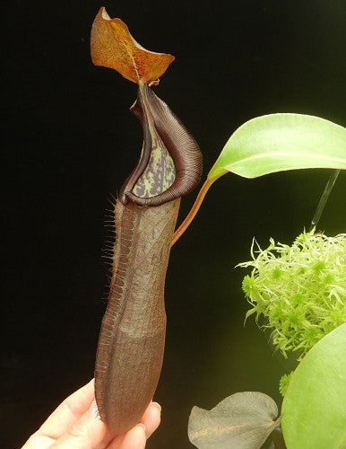 Nepenthes ramispina x robcantleyi BE-3939