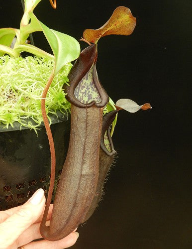 Nepenthes ramispina x robcantleyi BE-3939
