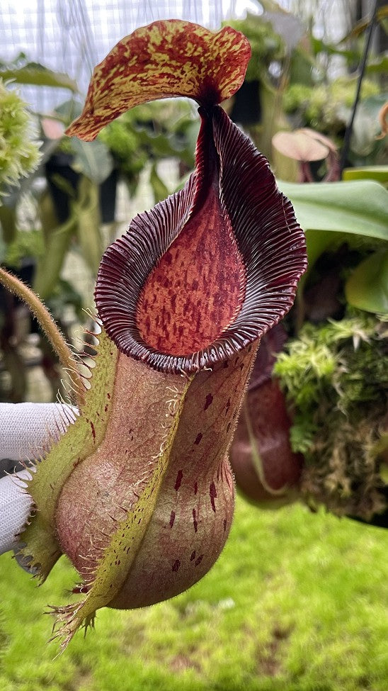 Nepenthes hamata "Tambusisi" x veitchii "Bario intermediate" BE-3943