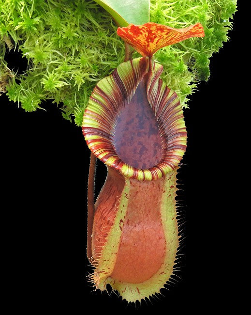 Nepenthes hamata "Tambusisi" x veitchii "Bario intermediate" BE-3943