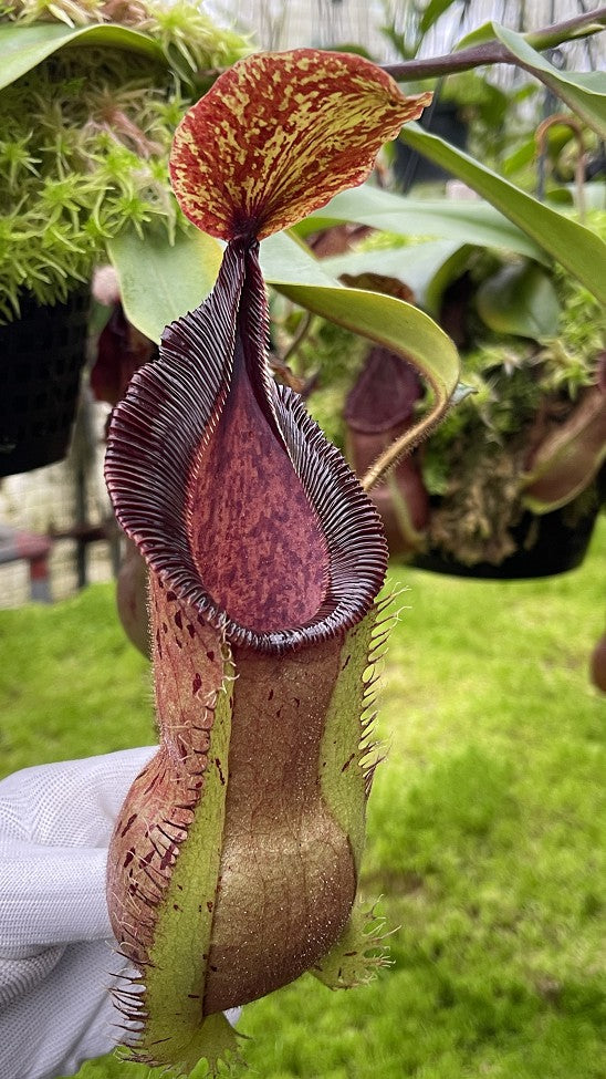 Nepenthes hamata "Tambusisi" x veitchii "Bario intermediate" BE-3943