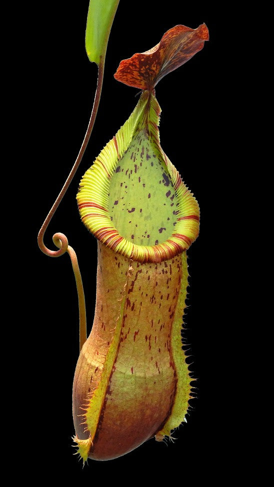Nepenthes hamata "Tambusisi" x veitchii "Bario intermediate" BE-3943