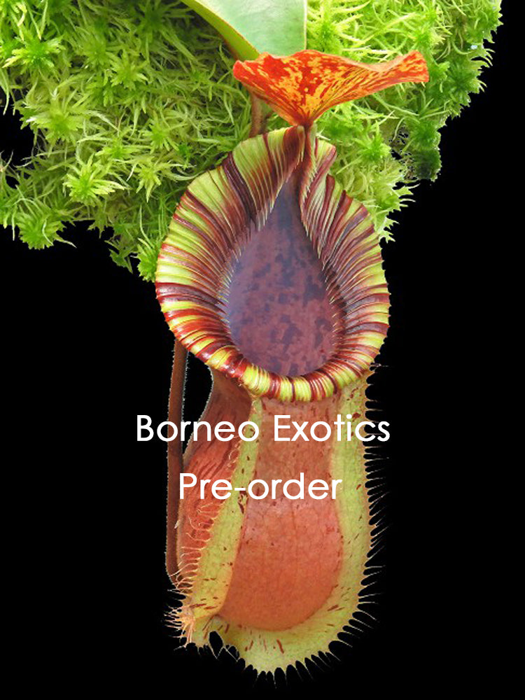 Nepenthes hamata "Tambusisi" x veitchii "Bario intermediate" BE-3943