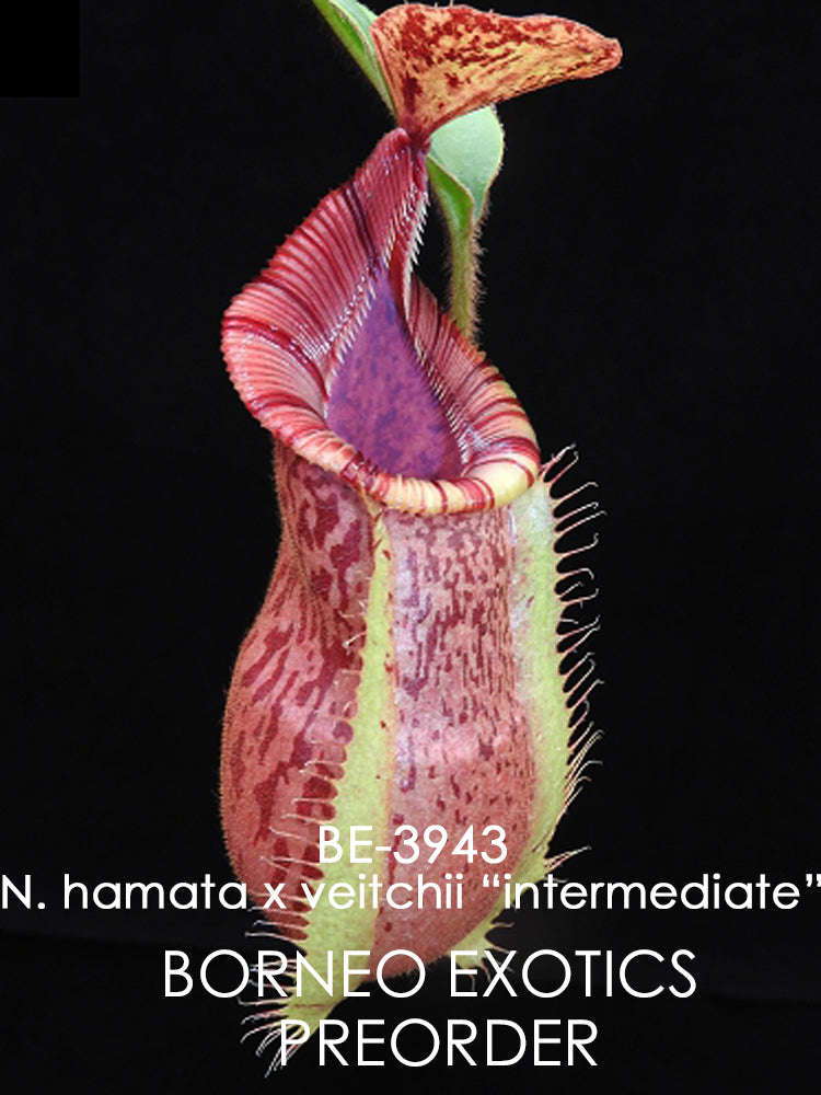 Nepenthes hamata "Tambusisi" x veitchii "Bario intermediate" BE-3943