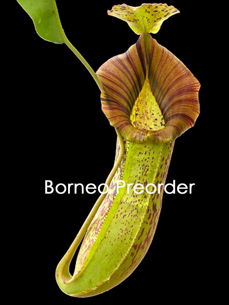 Nepenthes spathulata x platychila BE-3945