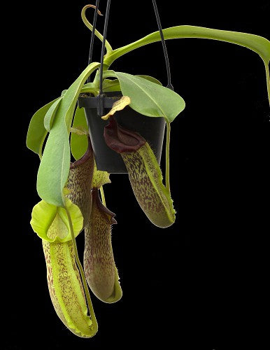 Nepenthes spathulata x platychila BE-3945
