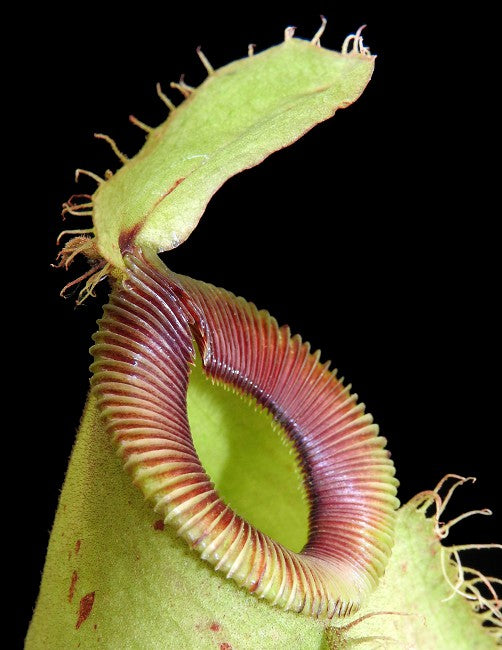Nepenthes ampullaria "Brunei red" x hamata"Lumut" BE-3948 Assorted Clones