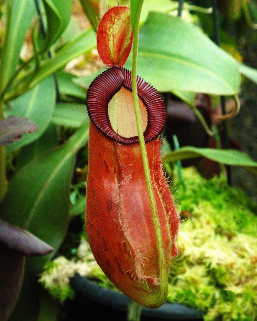 Nepenthes ampullaria "Brunei red" x hamata"Lumut" BE-3948 Assorted Clones