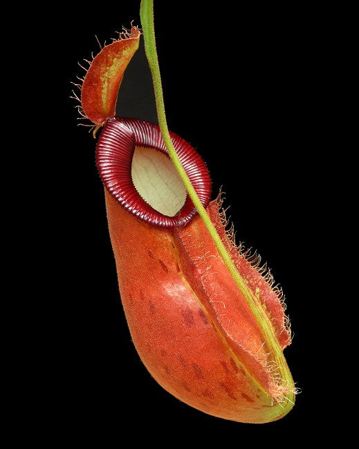 Nepenthes ampullaria "Brunei red" x hamata"Lumut" BE-3948 Assorted Clones