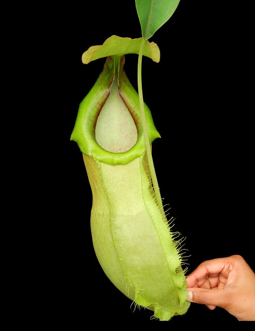 Nepenthes spathulata x merilliana BE-3949