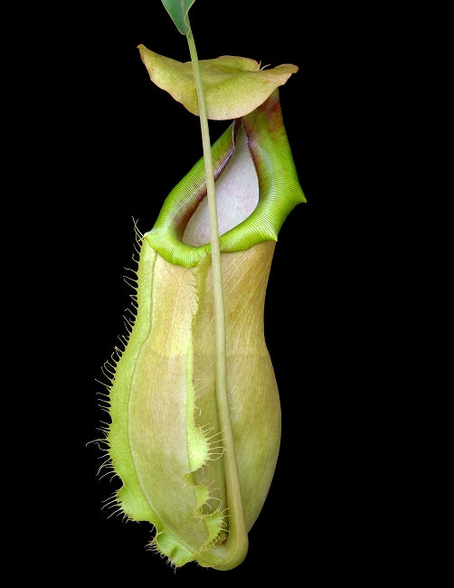 Nepenthes spathulata x merilliana BE-3949