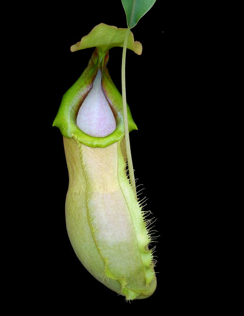 Nepenthes spathulata x merilliana BE-3949