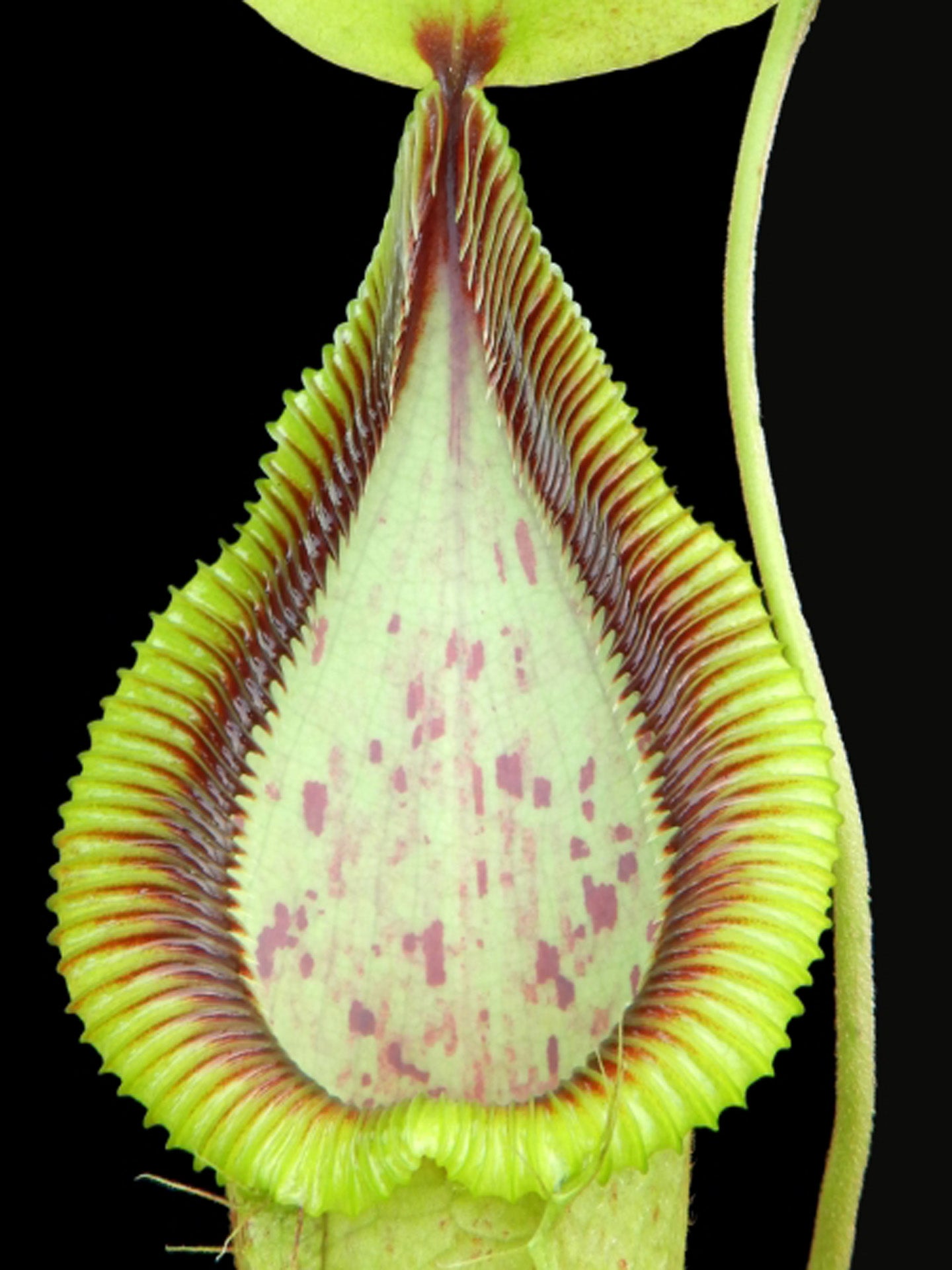 Nepenthes robcantleyi x hamata BE-3958 Assorted Clones