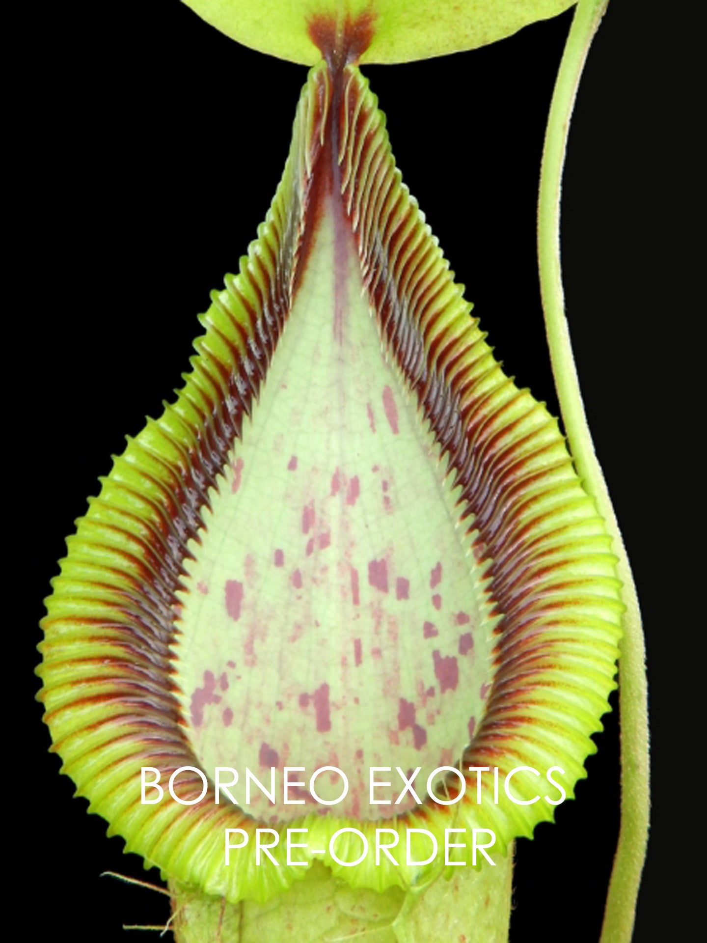 Nepenthes robcantleyi x hamata BE-3958 Assorted Clones