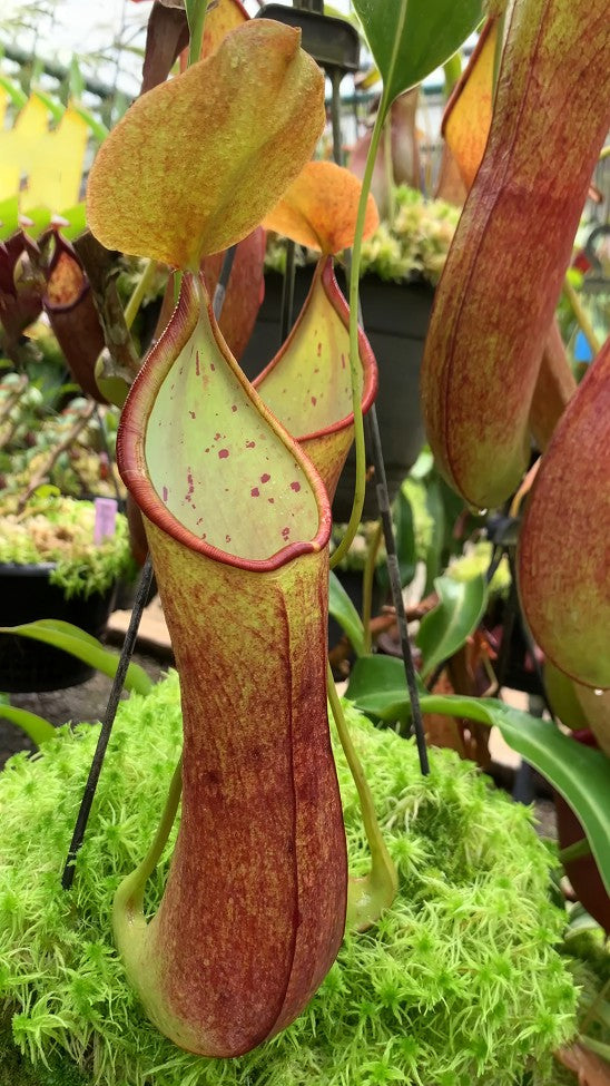 Nepenthes robcantleyi x reindwardtiana BE-3960
