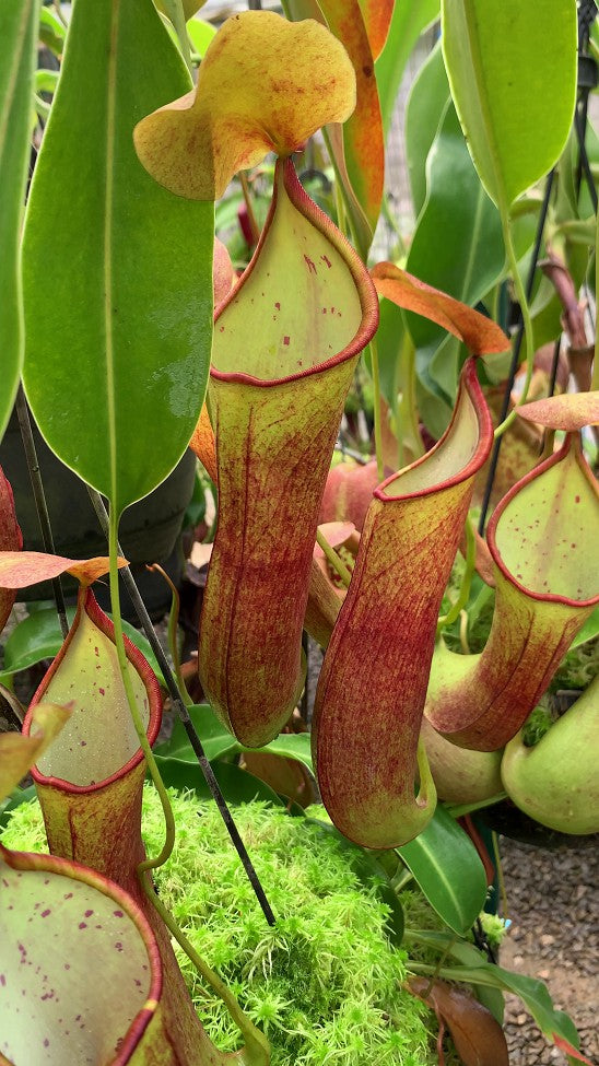 Nepenthes robcantleyi x reindwardtiana BE-3960