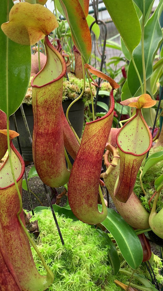 Nepenthes robcantleyi x reindwardtiana BE-3960