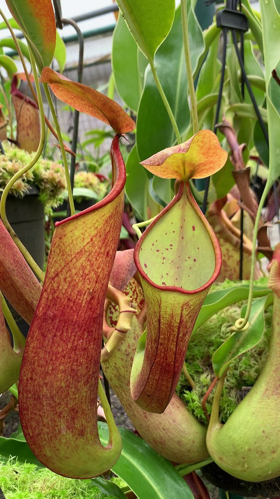 Nepenthes robcantleyi x reindwardtiana BE-3960