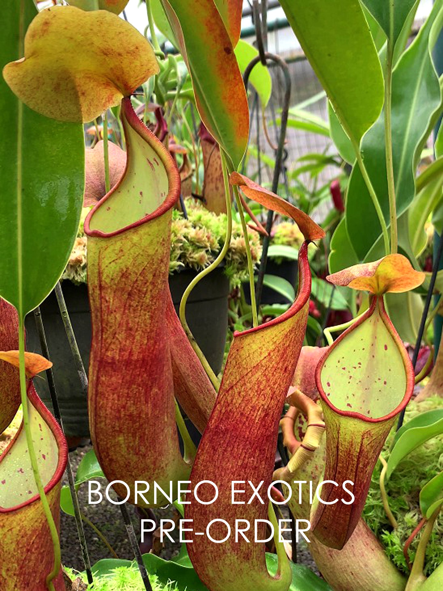 Nepenthes robcantleyi x reindwardtiana BE-3960