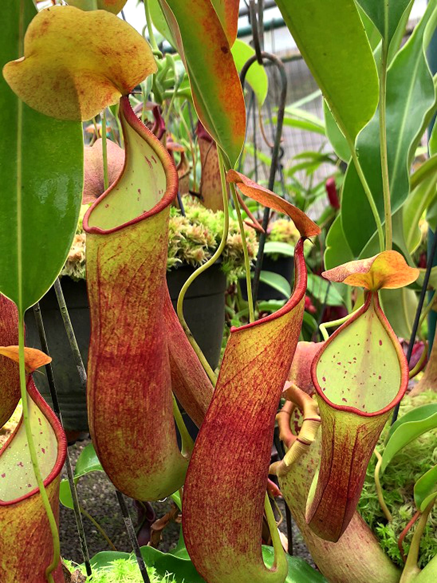Nepenthes robcantleyi x reindwardtiana BE-3960