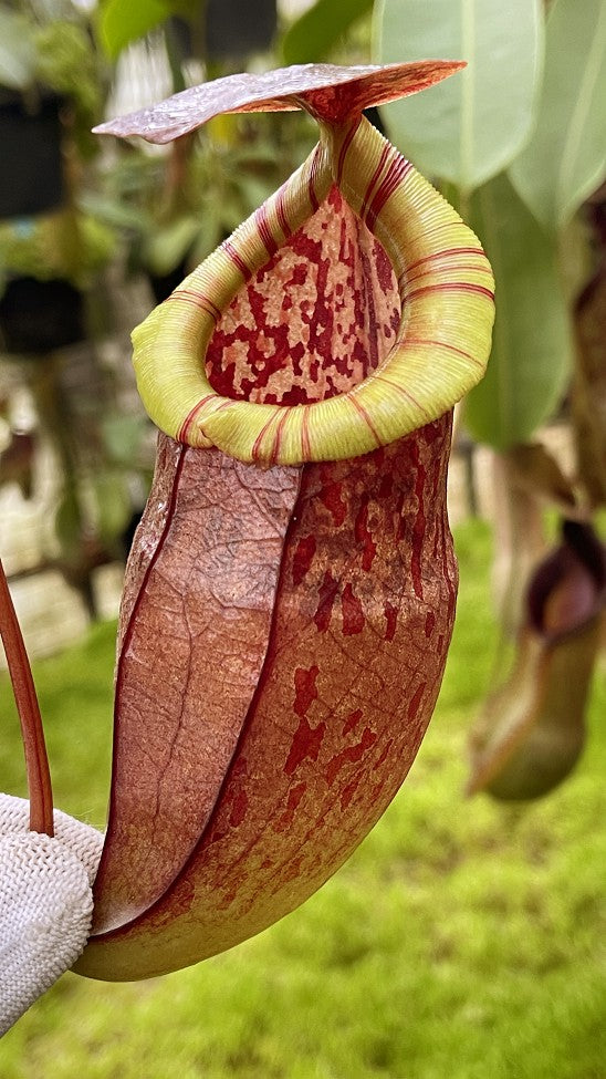 Nepenthes eustachya x tenuis BE-3971