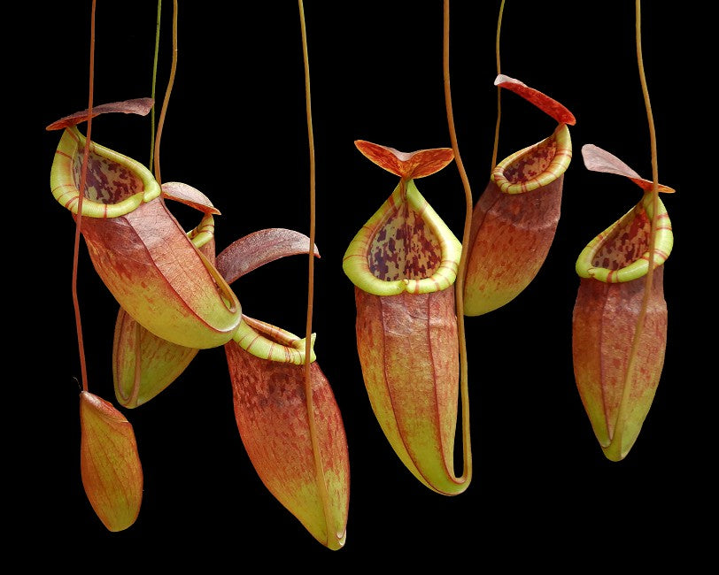 N. eustachya x tenuis BE-3971