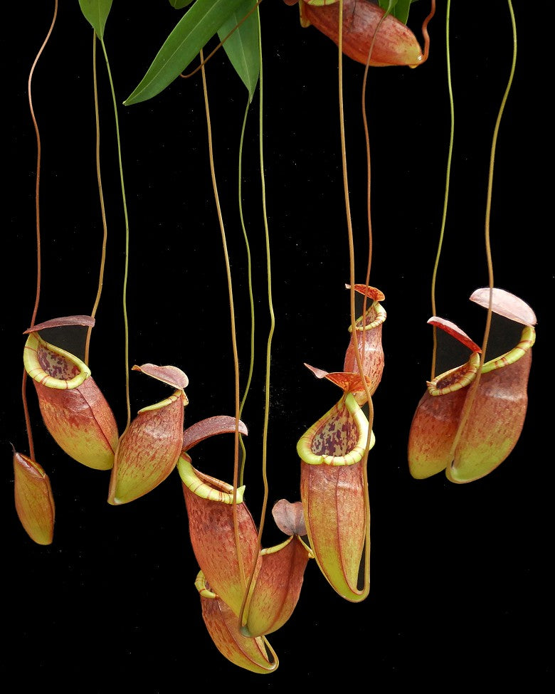 Nepenthes eustachya x tenuis BE-3971