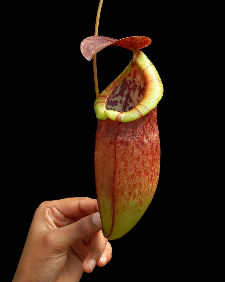 Nepenthes eustachya x tenuis BE-3971