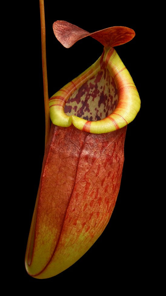 Nepenthes eustachya x tenuis BE-3971