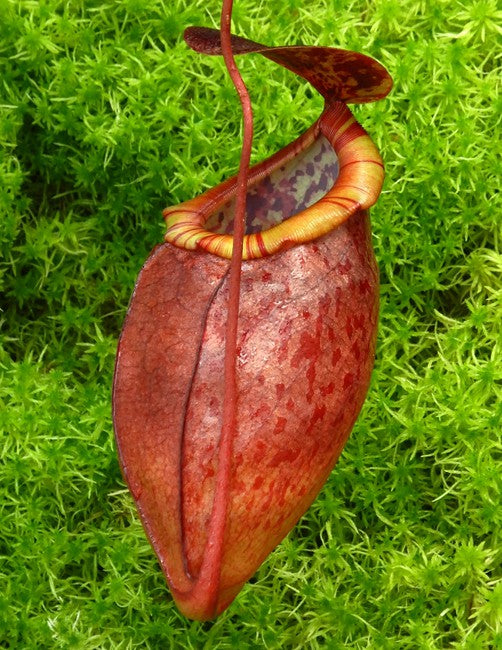 Nepenthes eustachya x tenuis BE-3971