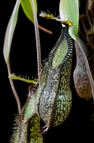 Nepenthes hamata Gunung Tambusisi BE-3975
