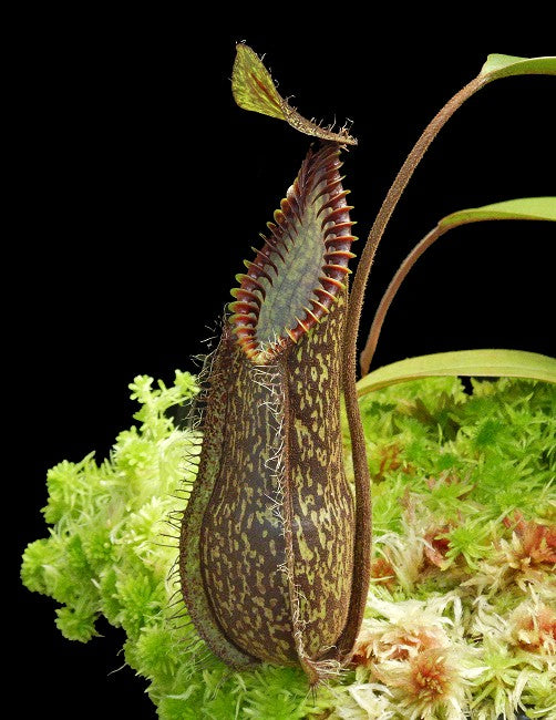 Nepenthes hamata "Dark form" Gunung Tambusisi, Morowali, Central Sulawesi
