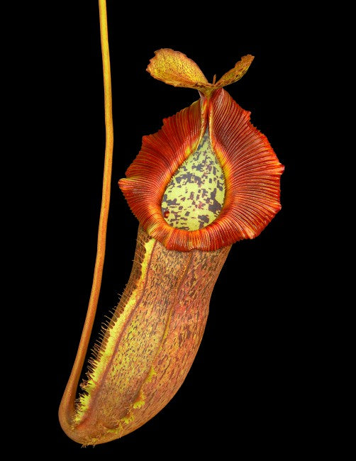 Nepenthes spathulata x (burbidgeae x edwardsiana) BE-3978