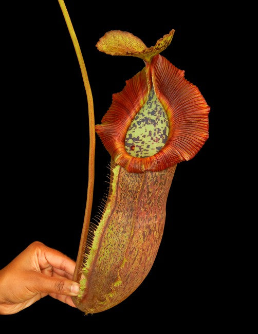 Nepenthes spathulata x (burbidgeae x edwardsiana) BE-3978