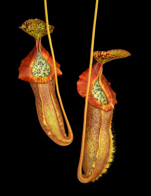 Nepenthes spathulata x (burbidgeae x edwardsiana) BE-3978