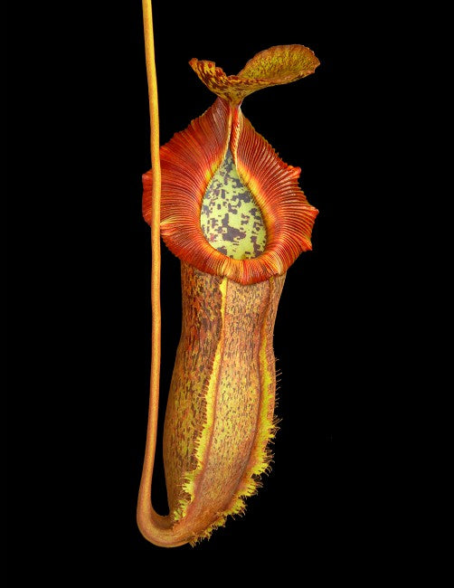Nepenthes spathulata x (burbidgeae x edwardsiana) BE-3978