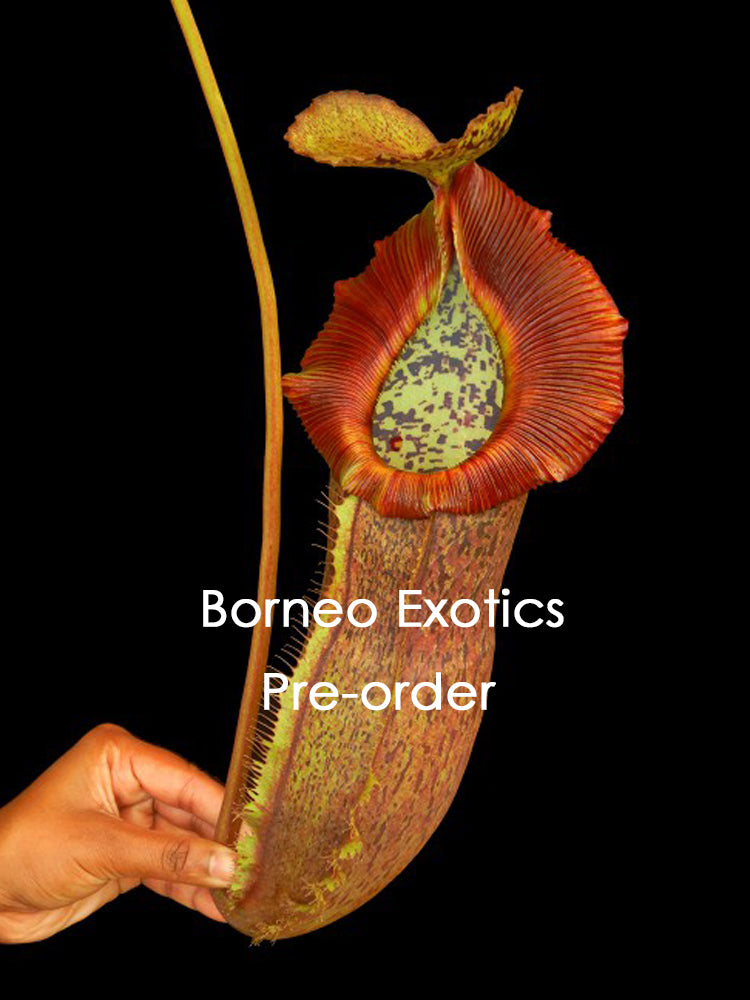 Nepenthes spathulata x (burbidgeae x edwardsiana) BE-3978