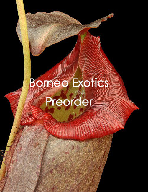 Nepenthes robcantleyi x tenuis BE-3982