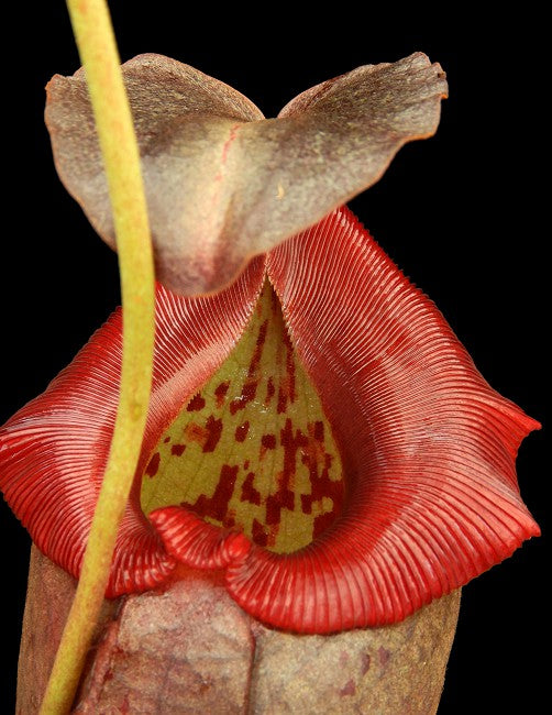 Nepenthes robcantleyi x tenuis BE-3982