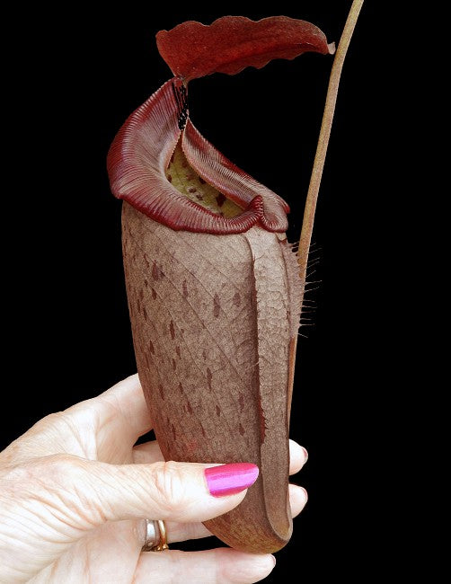 Nepenthes robcantleyi x tenuis BE-3982