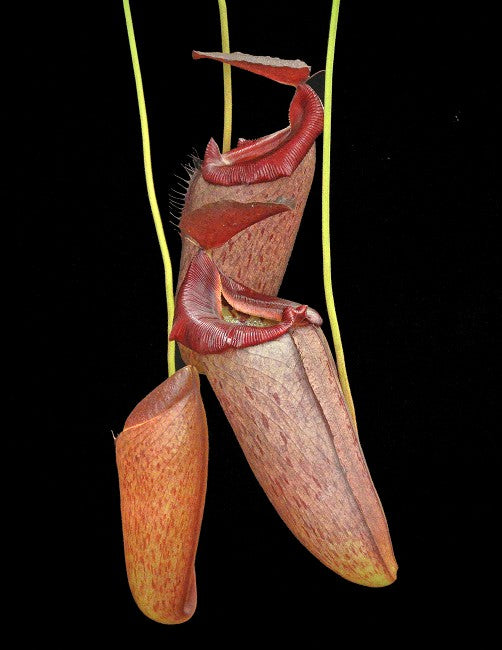 Nepenthes robcantleyi x tenuis BE-3982